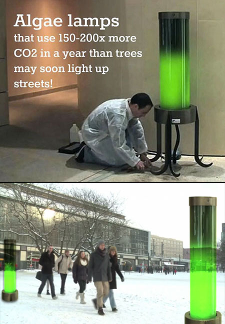 algae-lamps.jpg