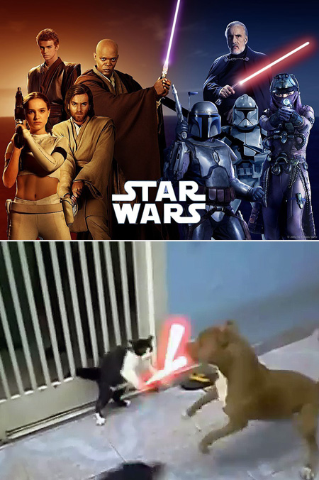 Star Wars: The Cat Unleashed Becomes Internet Hit - TechEBlog