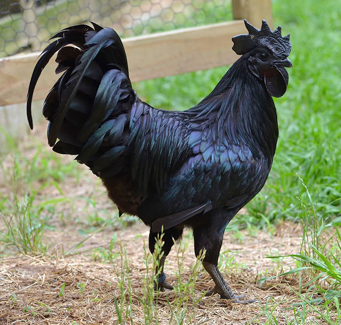 Completely Black Chicken