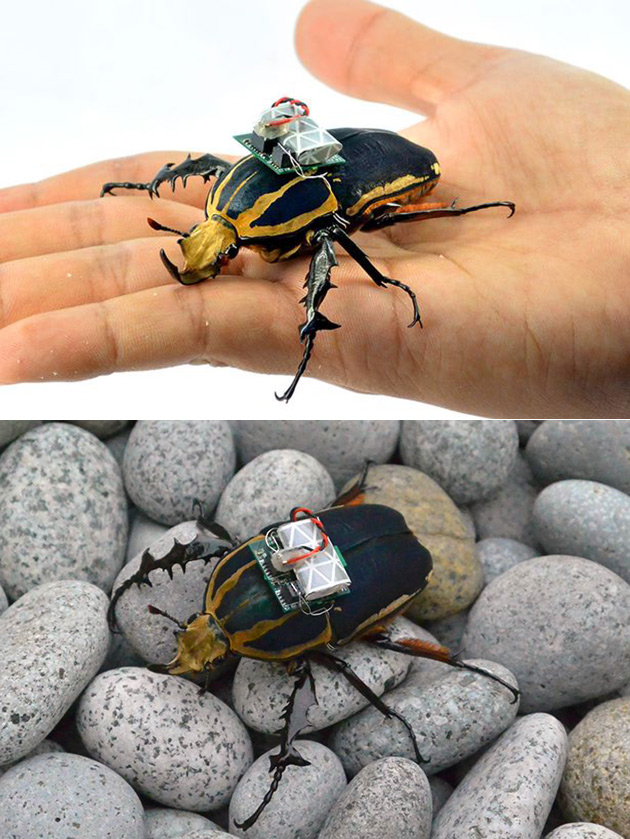 Cyborg Beetle