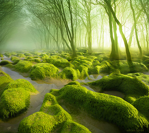 Moss Swamp Romania