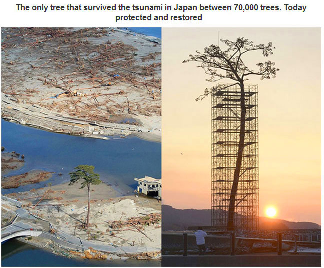 Only Tree Standing Japan Tsunami