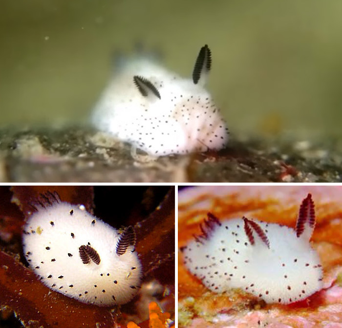 Rabbit Sea Slug