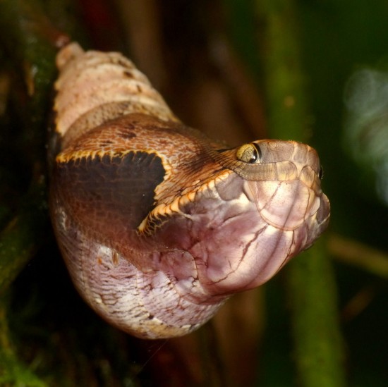 Snake Caterpillar