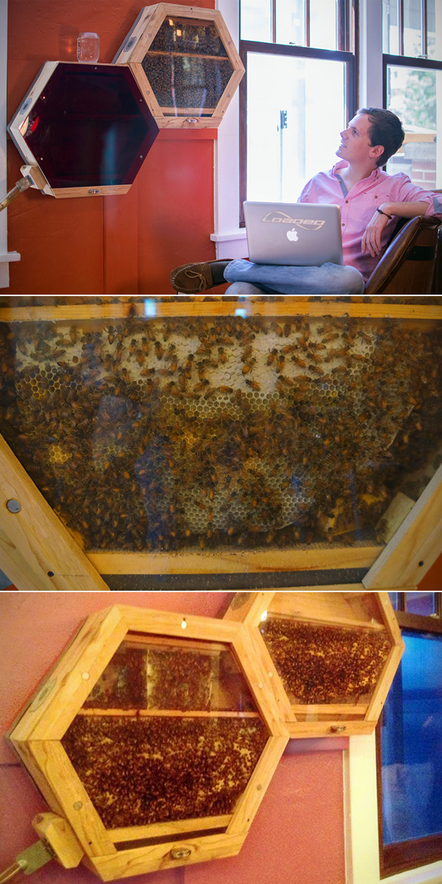 BEEcosystem Indoor Bees