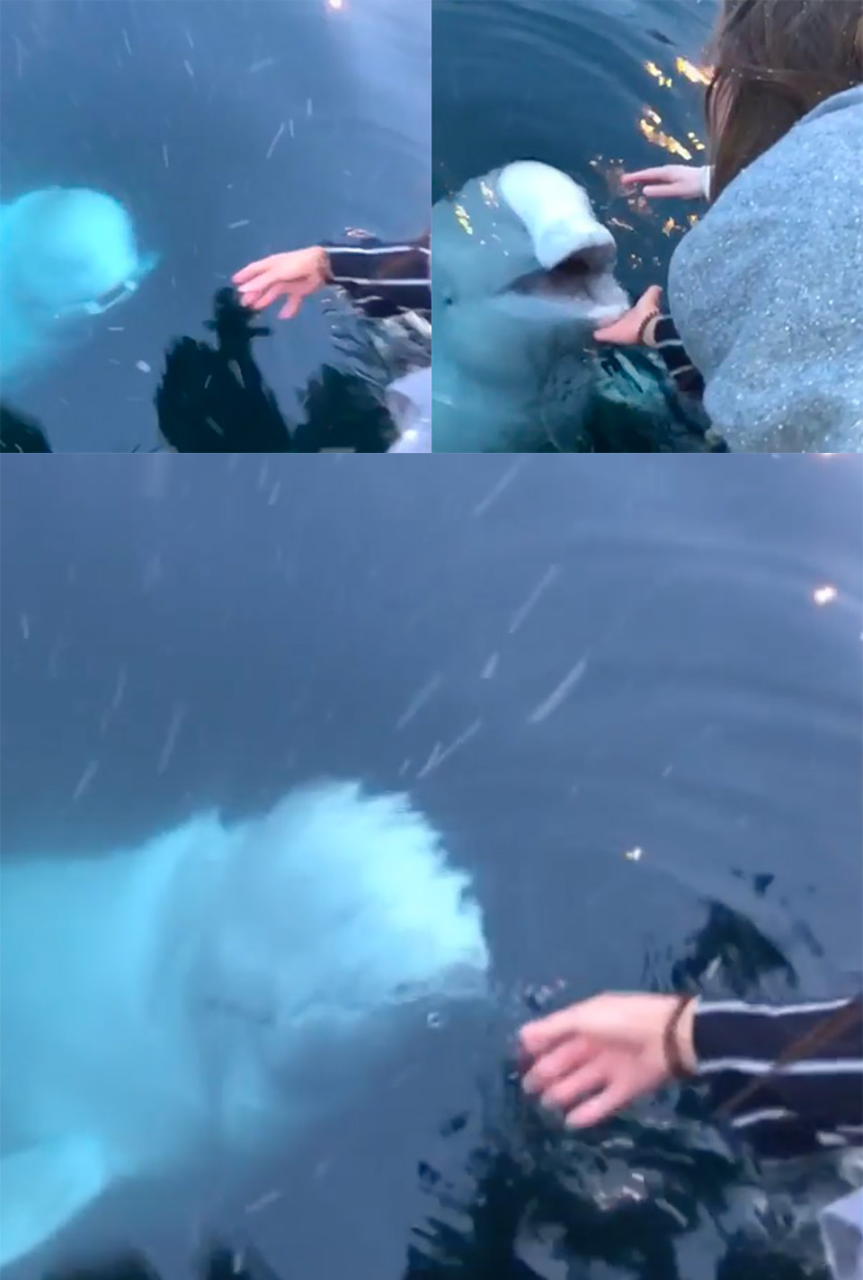 Beluga Whale Phone Dropped Sea 