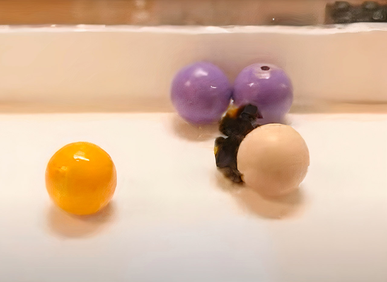 Bumble Bees Play Objects