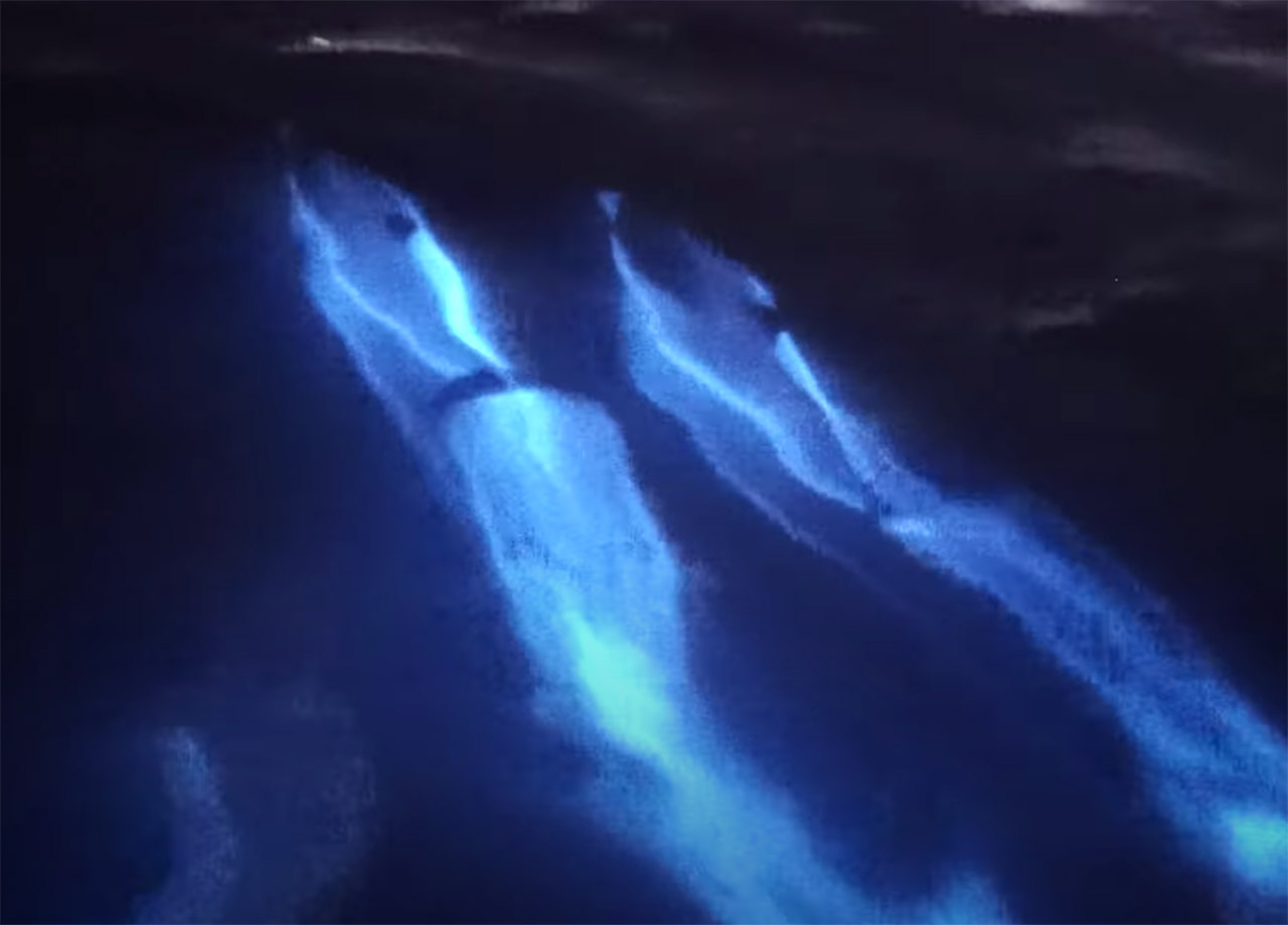 Dolphins Bioluminescence