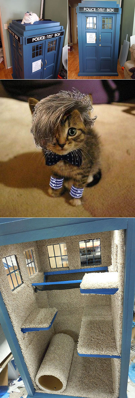 Doctor Who Cat