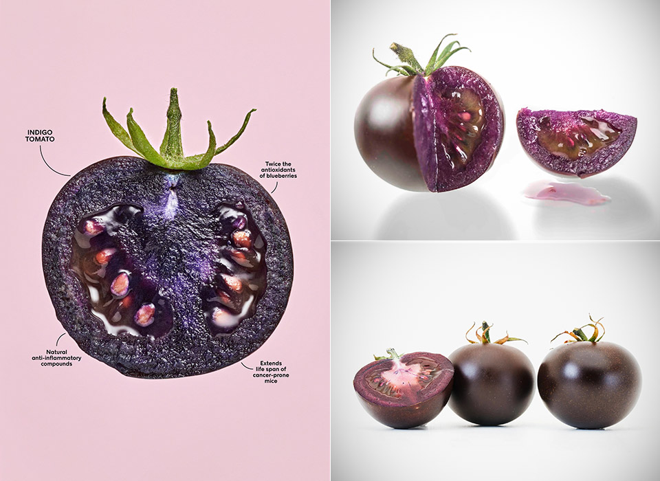 Genetically Modified Purple Tomato Anticancer Snapdragon Genes
