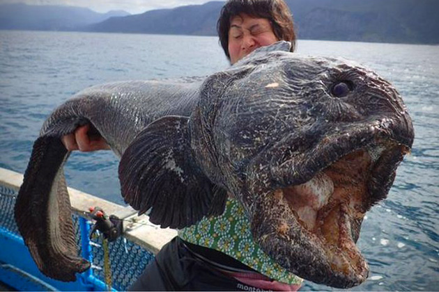 Giant Fish Fukushima Wolffish