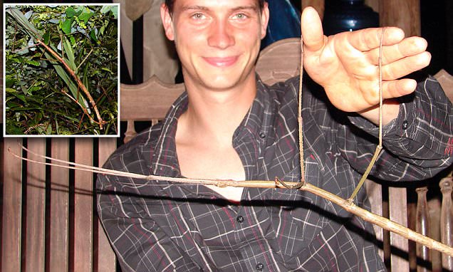 Giant Stick Insect