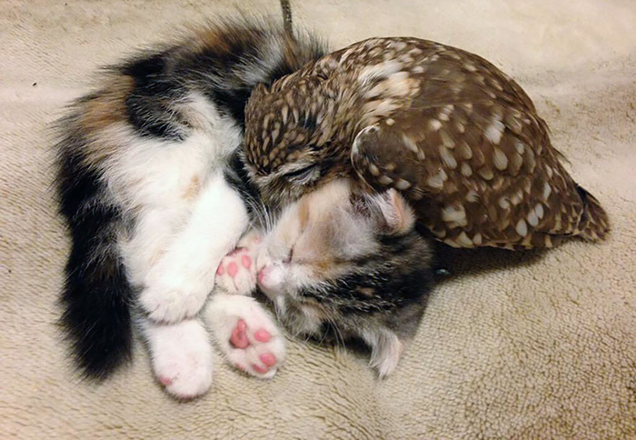 Kitten and Owl