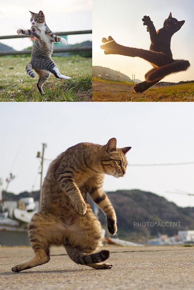 Martial Arts Cat