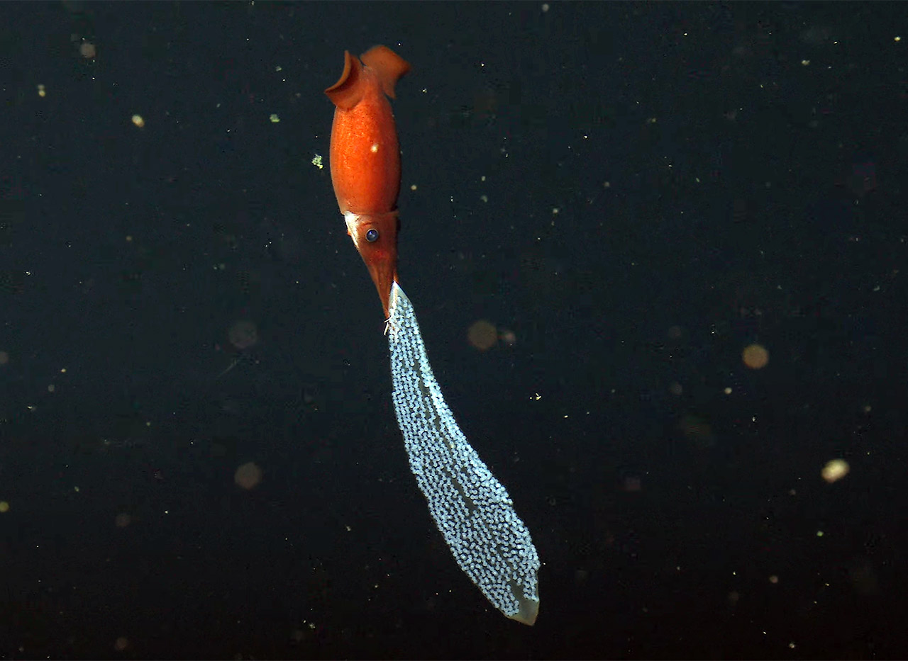 MBARI Deep-Sea Squid Mom Eggs