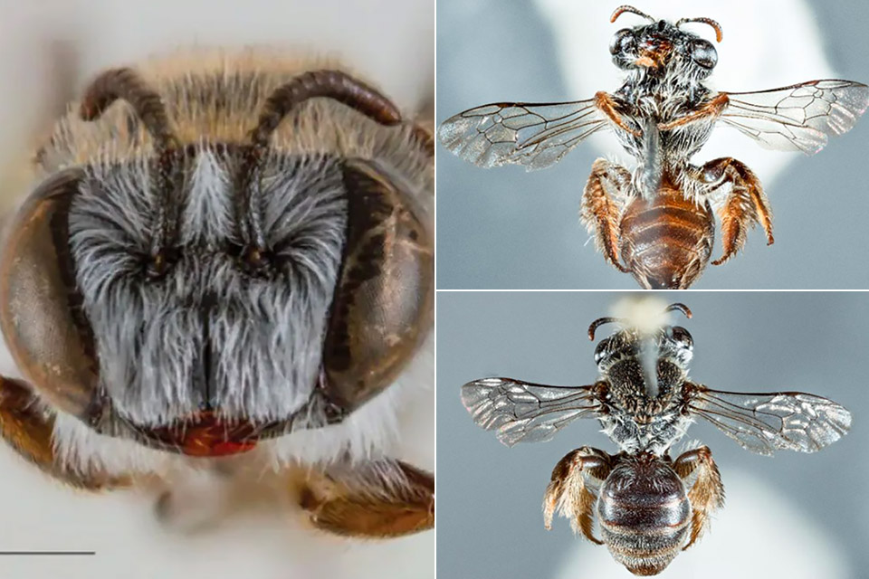 New Bee Species Dog Snout Leioproctus Zephyr