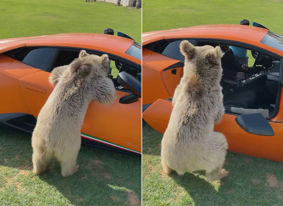Pet Bear Lamborghini Huracan Performante Door