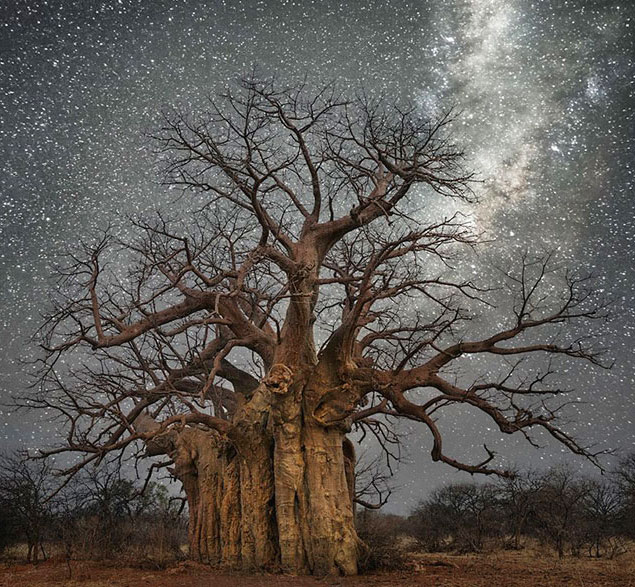 World's Oldest Tree